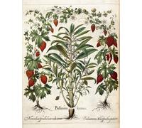 POSTERIIk Dipinti Famosi stampa tela poster Ritratto Dipinti d'arte Plantas frutales de los jardines de Eystetten de Basil Besler per L'arredamento del Soggiorno 60x90cm