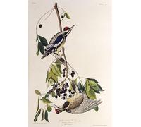 POSTERIIk Famoso Arte della tela Poster con artistiche El chupasabo de vientre amarillo de Birds of America de John Audubon per L'arredamento del Soggiorno 60x90cm