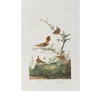 POSTERIIk Famoso Arte della tela Poster con artistiche Ilustración de Aves de América por John Audubon per L'arredamento del Soggiorno 60x90cm