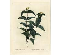 POSTERIIk Famoso Murale Tela Vintage Quadri Madreselva del norte de Bush Diervilla Lonicera por Pierre Redouté per la Decorazione Della Parete 60x90cm