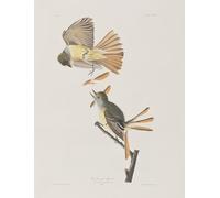 POSTERIIk Famoso Pittura Immagine Tela Dipinti d'arte graffiti Ilustración de Aves de América por John Audubon per L'arredamento del Soggiorno 60x90cm