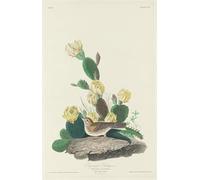 POSTERIIk Famoso stampa tela poster Ritratto Dipinti d'arte Empavesado alado de la bahía por John Jame Audubon per la Decorazione Della Parete 60x90cm