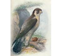POSTERIIk Famoso stampa tela poster Ritratto Dipinti d'arte Halcón peregrino Falco Peregrinus de George Rankin per L'arredamento del Soggiorno 60x90cm