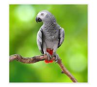Posterlounge African Grey Parrot Poster