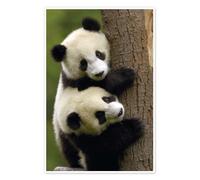 Posterlounge Cuccioli di panda gigante su tronco d'albero Poster