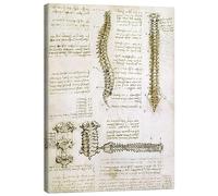 Posterlounge La spina dorsale Stampa su tela di Leonardo da Vinci 50 x 70 cm Beige Quadri Decorazione per pareti