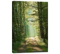 Posterlounge Nella luce Stampa su tela di Moqui, Daniela Beyer 60 x 80 cm Verde Quadri Decorazione per pareti