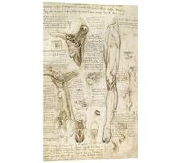 Posterlounge Studi anatomici (laringe e gamba) Stampa su vetro acrilico di Leonardo da Vinci 14 x 21 cm Beige Quadri Decorazione per pareti