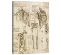 Posterlounge Studio anatomico, scheletro Stampa su tela di Leonardo da Vinci 30 x 40 cm Beige Quadri Decorazione per pareti