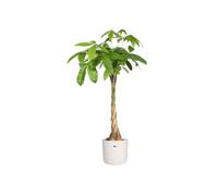 Pot di fiori rotondi B.For - Plastica - Ø25 - bianco