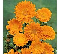 Pot Marigold Calendula Officinalis Orange King Appx 200 seeds:Seeds:packing seeds only