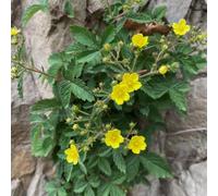 Potentilla anserina interne esotiche semi selvatici estate semi primi balcone parterre selvatici, autunno, 400 pezzi