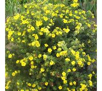 Potentilla Goldfinger - Arbusto rustico da giardino a fiori gialli
