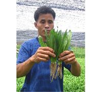 Potseed 2.300 Semi Reca culantro Cubano-Larghezza di Banda, Erica Stink Migliori