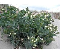 Potseed 50 Semi Genuino Cavolo Mare