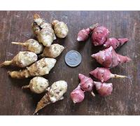Potseed: 8 tuberi bianchi: topinambur ~ Tuberi bianchi e rossi ~ Sunchoke ~ Seme fresco biologico