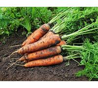 Potseed Carota Askona F1 - Late, varietà Liscia Che Non - 4250 Semi