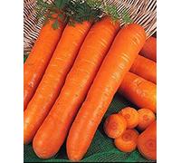 Potseed Carota primizia Nantes 4.000 Semi freschi Semi Bulk