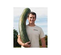 Potseed Germinazione I Semi: 20 Semi: USA Venditore Napoli Zucca Lunga 10-40 Semi (Smooth per la Pittura)