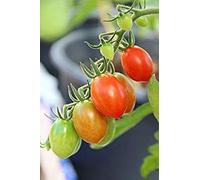 Potseed Germinazione I Semi: 50 - Semi: Semi Fiaschetto di Manduria Pomodoro - Un Profondo Rosso Prugna Pomodoro - Molto produttivo !!