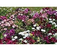 Potseed Germinazione I Semi: a Fiore Grande Giardino Pansy + Fiore Grande Daisy - Una Serie di Semi di Two Flowe