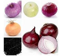 Potseed . Giant Cipolla Fresca nutriente Non-OGM Verdure organici da Cucina condimento Alimentare Germinazione 95% 100 Pz: Mix