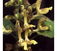 Potseed - Semi di Salvia Glutinosa