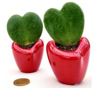 POWERS TO FLOWER - HOYA CUORE KERRII, IN VASO CERAMICA ROSSO A FORMA DI CUORE, 2 PIANTE, piante vere