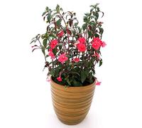 POWERS TO FLOWERS - ACHIMENES IN VASO CERAMICA BICOLORE, pianta vera