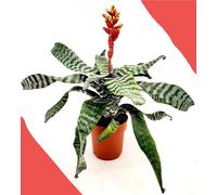 POWERS TO FLOWERS - AECHMEA AMINA ORANGE, BILBERGIA, TILLANDSIA, VASO 15CM DIAMETRO, ALTEZZA 50CM, pianta vera