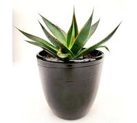 POWERS TO FLOWERS - AGAVE AMERICANA NANA "BLU" IN VASO CERAMICA NERO, Vaso 13cm diametro, Resistente al gelo, Pianta Vera