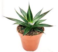 POWERS TO FLOWERS - AGAVE AMERICANA NANA "BLU" Vaso 13cm diametro, Resistente al gelo, Pianta Vera