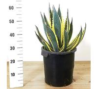 POWERS TO FLOWERS - AGAVE AMERICANA VARIEGATA XXL V24, Resistente al gelo, Pianta Vera