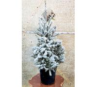 POWERS TO FLOWERS, ALBERO DI NATALE VERO CON RADICI, PIU NEVE ARTIFICIALE, PINO DI NATALE, ABETE, ALTEZZA 90 CM, OFFERTA ULTIMI 8 PEZZI!!!!! pianta vera