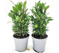 POWERS TO FLOWERS - ALLORO DA CUCINA BIO, VASO 14 CM, 2 PIANTE, IDEALE ANCHE PER TISANE, piante vere