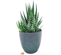 POWERS TO FLOWERS - ALOE TIKI THAI MAXI, IN VASO CERAMICA ANTRACITE A RIGHE, VASO 20CM DIAMETRO, pianta vera