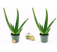 POWERS TO FLOWERS - ALOE VERA MINI, 2 PIANTE, VASO 5,5 CM, IDEALE PER TERRARIUM, Piante vere