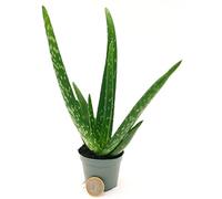 POWERS TO FLOWERS - ALOE VERA MINI IDEALE PER TERRARIUM, Pianta vera