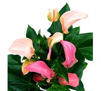 POWERS TO FLOWERS - ANTHURIUM DUO, ROSA e ROSA INTENSO, vaso 17cm, pianta vera