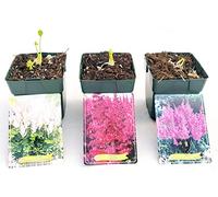 POWERS TO FLOWERS - ASTILBE TRIS: ROSA, ROSSO e BIANCA Pianta Vera