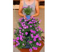 POWERS TO FLOWERS - ASTRO A FIORE ROSA, ASTER, MARGHERITE, 3 PIANTE, VASO 11CM DIAMETRO, piante vere