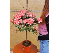 POWERS TO FLOWERS - AZALEA ALBERELLO MATISS, VASO 18CM, ALTEZZA 100CM, pianta vera