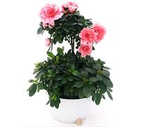 POWERS TO FLOWERS - AZALEA ALBERELLO ROSA IN CIOTOLA PIU' CESPUGLIO, pianta vera