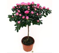 POWERS TO FLOWERS - AZALEA ALBERELLO ROSA INTENSO, VASO 18CM, ALTEZZA 100CM, pianta vera