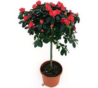 POWERS TO FLOWERS - AZALEA ALBERELLO ROSSA, VASO 18CM, ALTEZZA 100CM, pianta vera