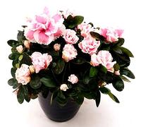 POWERS TO FLOWERS - AZALEA DA ESTERNO ROSA BICOLORE, VARIETA' A FIORITURA ESTIVO/INVERNALE, vaso 16cm pianta vera