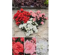 POWERS TO FLOWERS - AZALEA DA ESTERNO SET, OFFERTA ULTIMI 30 SET!!! ROSSA, ROSA E BIANCO, vaso 14cm diametro, piante vere