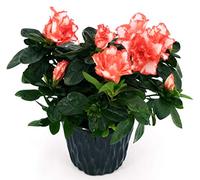 POWERS TO FLOWERS - AZALEA MATISS IN VASO CERAMICA NERO, pianta da interno/esterno, pianta vera