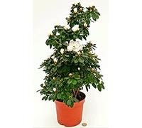 POWERS TO FLOWERS, AZALEA PIRAMIDE BIANCA, VASO 17 CM, ALTEZZA 70 CM, pianta vera