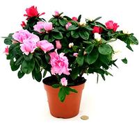 POWERS TO FLOWERS - AZALEA TRICOLOR diametro 25/30CM, pianta vera